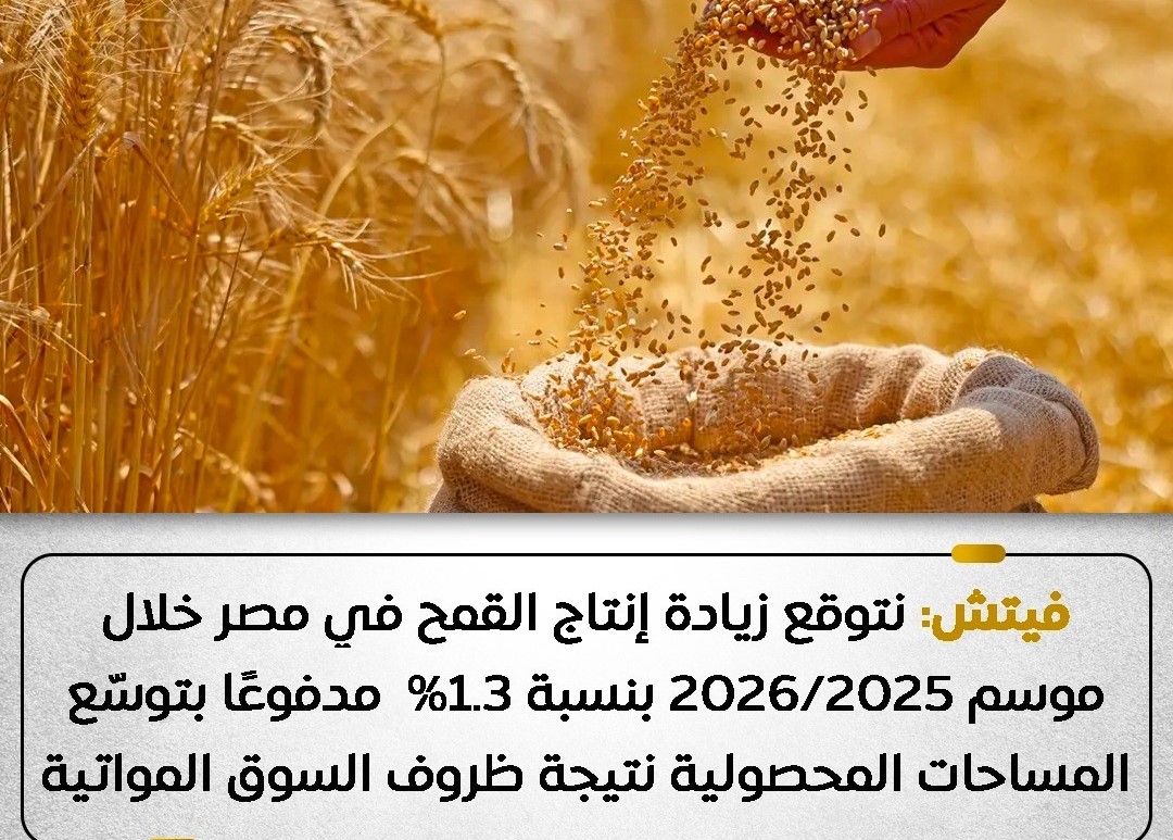 توقعات زيادة إنتاج القمح “بمصر “موسم 2025/2026 بنسبة متوقعة 1.3%