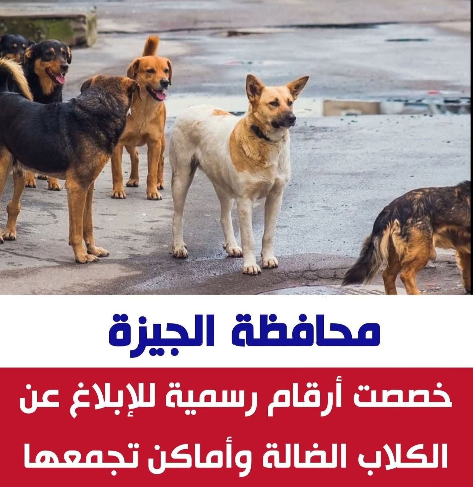الجيزة تخصص أرقامًا لتلقي بلاغات المواطنين عن الكلاب الضالة